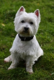 Terrier - West Highland White