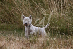 Terrier - West Highland White
