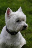 Terrier - West Highland White