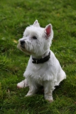 Terrier - West Highland White