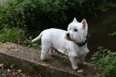 Terrier - West Highland White
