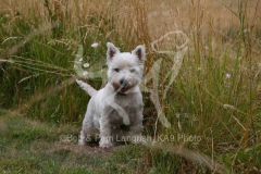 Terrier - West Highland White