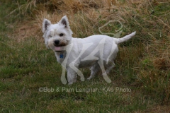 Terrier - West Highland White