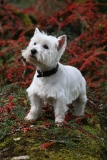 Terrier - West Highland White