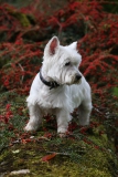 Terrier - West Highland White