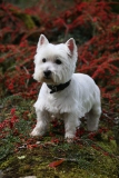 Terrier - West Highland White