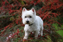 Terrier - West Highland White