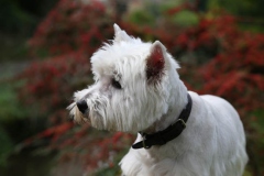 Terrier - West Highland White