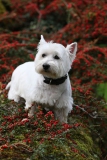 Terrier - West Highland White