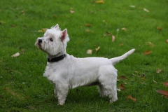 Terrier - West Highland White