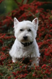 Terrier - West Highland White