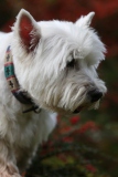 Terrier - West Highland White