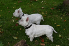 Terrier - West Highland White