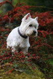 Terrier - West Highland White