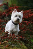 Terrier - West Highland White