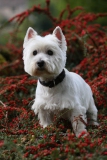 Terrier - West Highland White