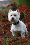 Terrier - West Highland White