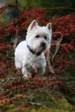 Terrier - West Highland White