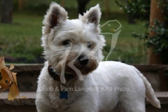 Terrier - West Highland White