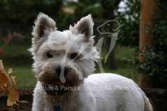 Terrier - West Highland White