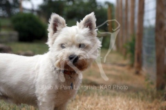 Terrier - West Highland White