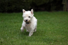 Terrier - West Highland White