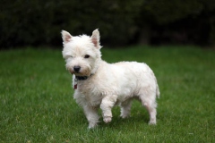 Terrier - West Highland White