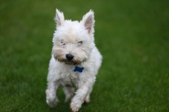 Terrier - West Highland White