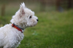 Terrier - West Highland White
