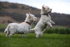Terrier - West Highland White