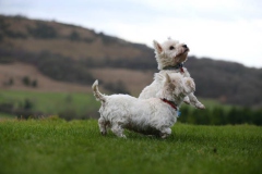 Terrier - West Highland White
