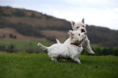 Terrier - West Highland White