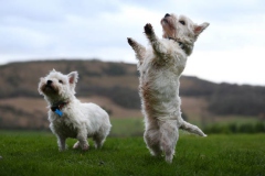 Terrier - West Highland White