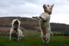 Terrier - West Highland White