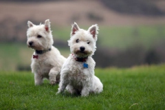 Terrier - West Highland White