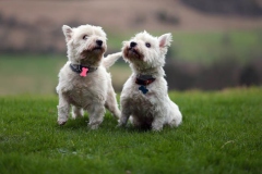 Terrier - West Highland White