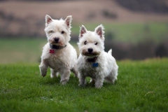 Terrier - West Highland White