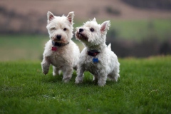 Terrier - West Highland White