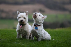 Terrier - West Highland White