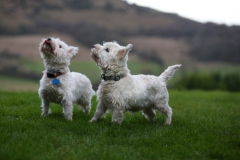 Terrier - West Highland White