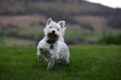 Terrier - West Highland White