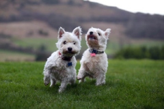 Terrier - West Highland White