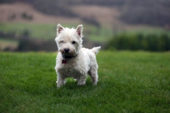 Terrier - West Highland White