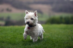 Terrier - West Highland White