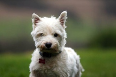 Terrier - West Highland White