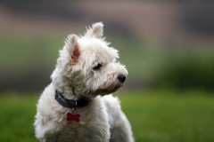 Terrier - West Highland White