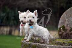 Terrier - West Highland White