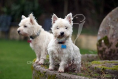 Terrier - West Highland White