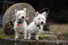 Terrier - West Highland White