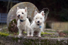 Terrier - West Highland White
